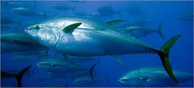 300 kg Blue Marlin - 90 kg Tonfisk - 20 kg Wahoo - Cavalier & Blue Marlin Sport Fishing Gran Canaria