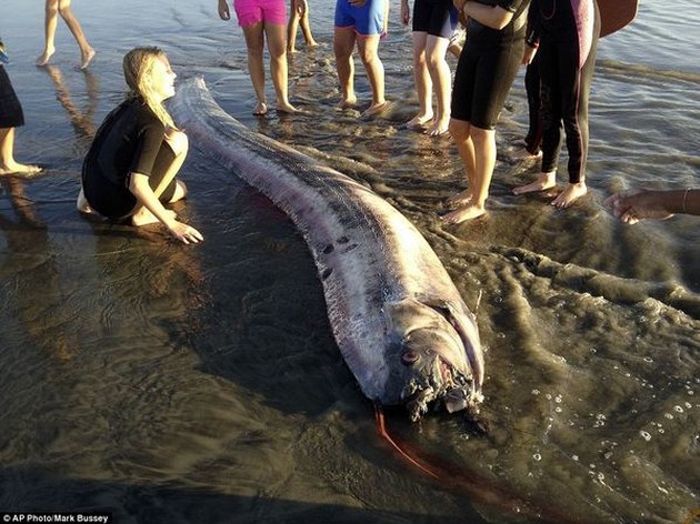 En andra jätte oarfish tvättade upp - Cavalier & Blue Marlin Sport Fishing Gran Canaria