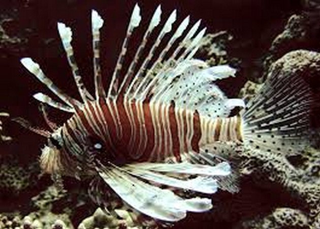 Lionfish angrepp i Atlanten en växande epidemi - Cavalier & Blue Marlin Sport Fishing Gran Canaria