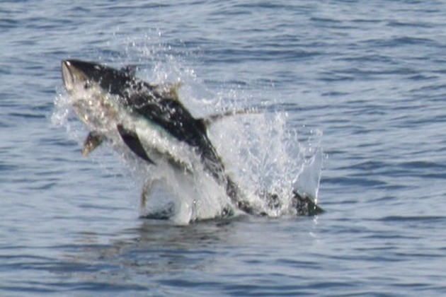 Granskning av vår senaste fiskevecka - Cavalier & Blue Marlin Sport Fishing Gran Canaria