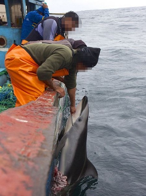 Fiskare i Peru slaktar delfiner - Cavalier & Blue Marlin Sport Fishing Gran Canaria