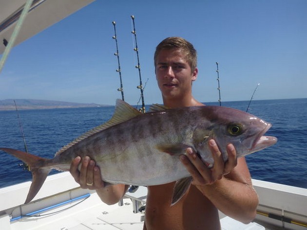 Amberjacks, Sting Rays, Moray Eels, Comber, Mako .... etc. - Cavalier & Blue Marlin Sport Fishing Gran Canaria