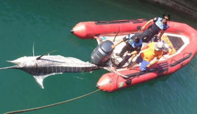 Död marlin hittad av Lanzarote - Cavalier & Blue Marlin Sport Fishing Gran Canaria