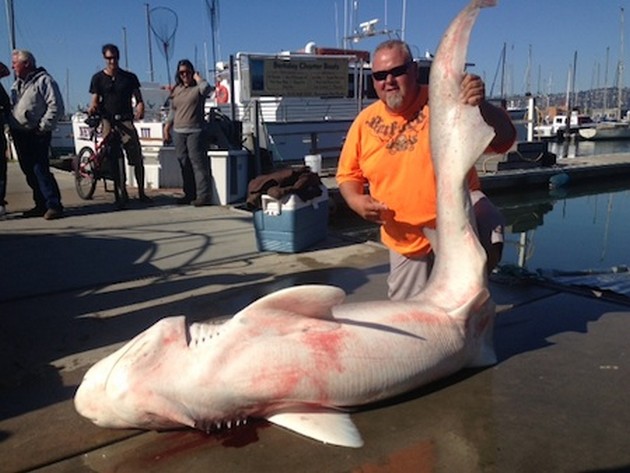 Ny IGFA-rekord med allt tackling! 322 lb - Seven Gill Cow Shark - Cavalier & Blue Marlin Sport Fishing Gran Canaria