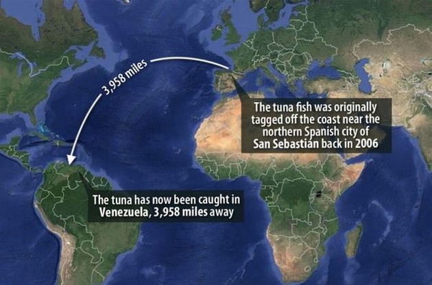 Albacore-tonfisk simmade 6370 kilometer över Atlanten - Cavalier & Blue Marlin Sport Fishing Gran Canaria