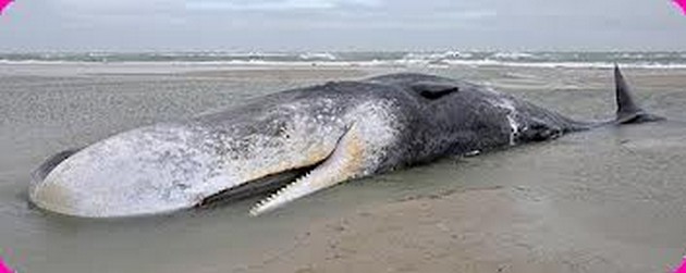 Whale carcass shuts Fish Hoek beach Cavalier & Blue Marlin Sport Fishing Gran Canaria