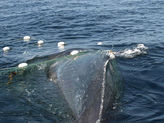 Knölval intrasslad i fisknät utanför Manasquan Inlopp - Cavalier & Blue Marlin Sport Fishing Gran Canaria