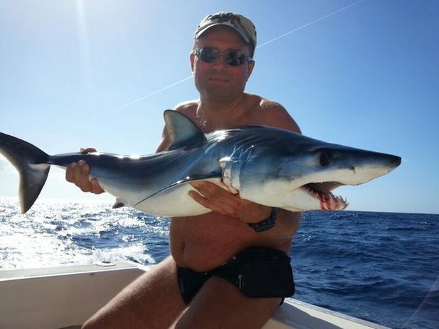 Denna unga Mako Shark trasslade i linjen. Cavalier & Blue Marlin Sport Fishing Gran Canaria