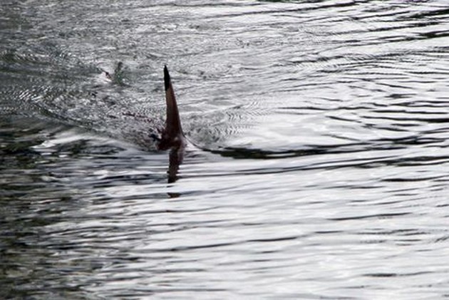 Gran Canaria fiske nyheter - Cavalier & Blue Marlin Sport Fishing Gran Canaria