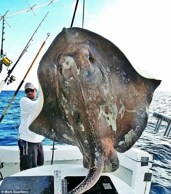 800 lb djuphavsskridsko "dinosaurie" fångad utanför Floridas kust - Cavalier & Blue Marlin Sport Fishing Gran Canaria