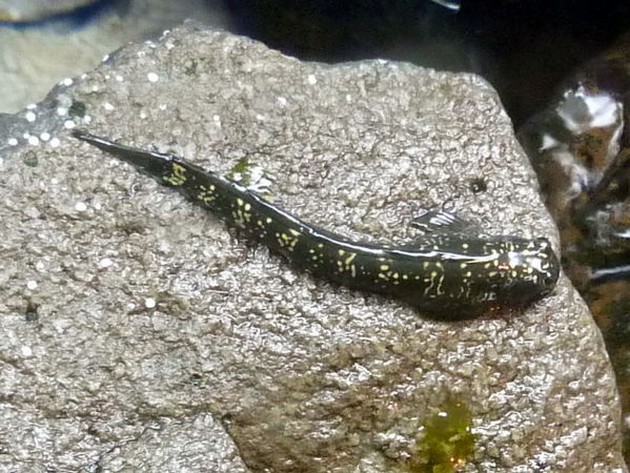 The Pacific leaping blenny, Alticus arnoldorum, is a land fish. Cavalier & Blue Marlin Sport Fishing Gran Canaria