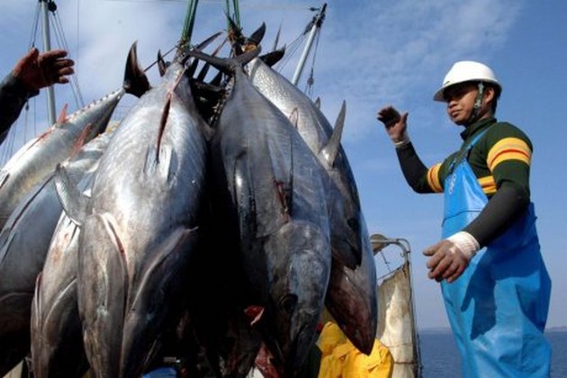 Stillahavsnationer som står mot tonfiskjättar - Cavalier & Blue Marlin Sport Fishing Gran Canaria