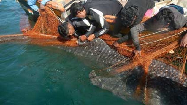 Världens största fisk märkt i Indien - Cavalier & Blue Marlin Sport Fishing Gran Canaria