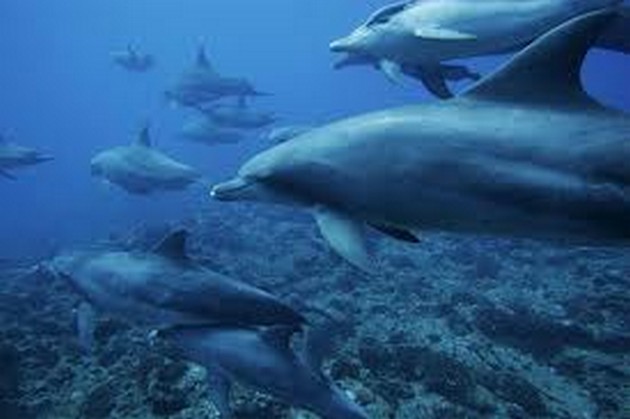 Delfiner fångade tugga på fisk för att bli höga - Cavalier & Blue Marlin Sport Fishing Gran Canaria