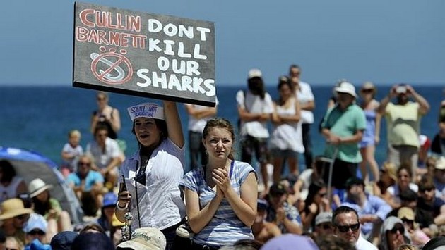 Tusentals protesterar mot västra Australiens fångst-och-död-plan för hajdödning - Cavalier & Blue Marlin Sport Fishing Gran Canaria