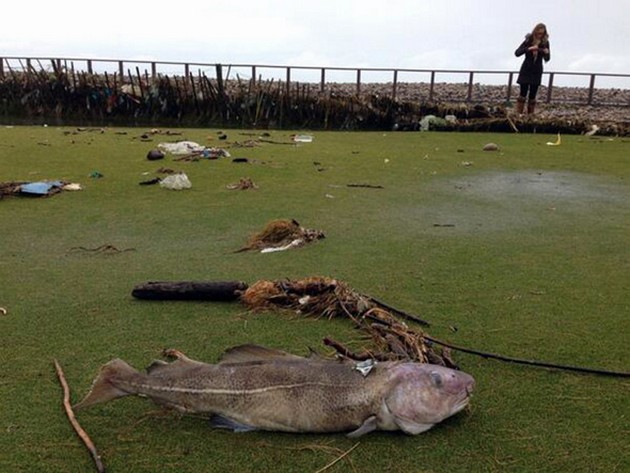 Jätte torsk tvättar upp på golfbanan i Wales - Cavalier & Blue Marlin Sport Fishing Gran Canaria