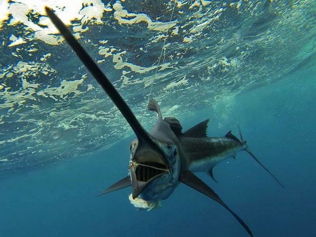 Fantastisk bild - Cavalier & Blue Marlin Sport Fishing Gran Canaria