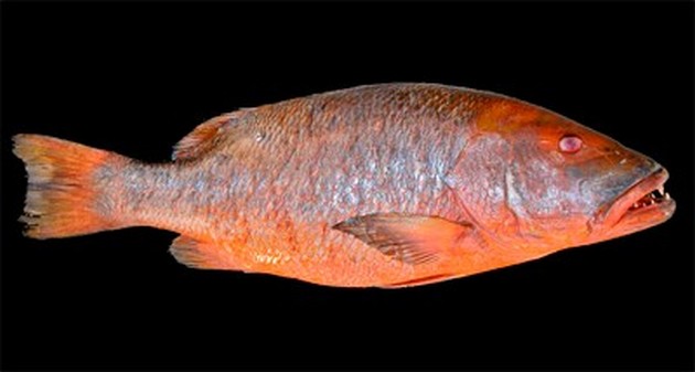 New fish specie caught on Gran Canaria Cavalier & Blue Marlin Sport Fishing Gran Canaria