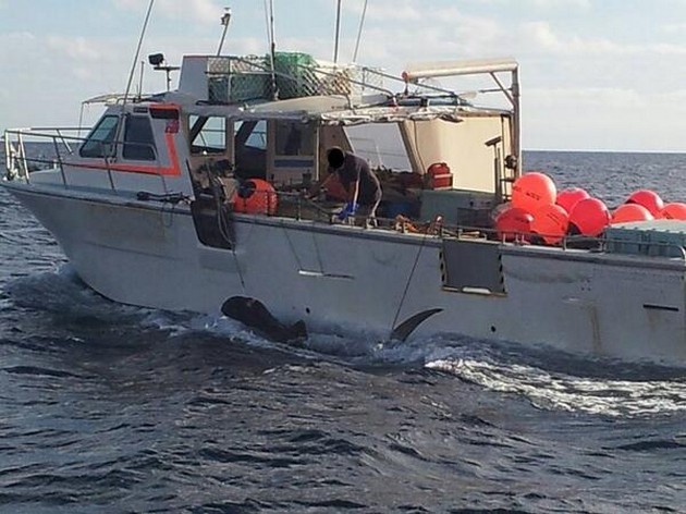 Första hajen dödad när kontroversiell avlivningspolitik börjar - Cavalier & Blue Marlin Sport Fishing Gran Canaria