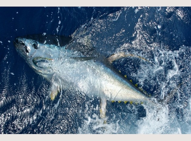 Big Eye tonfisk - Cavalier & Blue Marlin Sport Fishing Gran Canaria