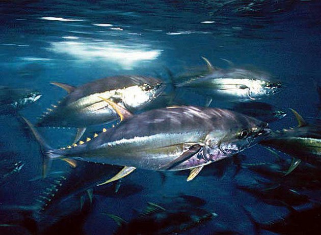 5 Big Eye och 1 Albacore-tonfisk - Cavalier & Blue Marlin Sport Fishing Gran Canaria