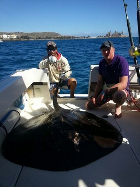 Engelska sportfiskare fångade Giant Round Stingray. - Cavalier & Blue Marlin Sport Fishing Gran Canaria