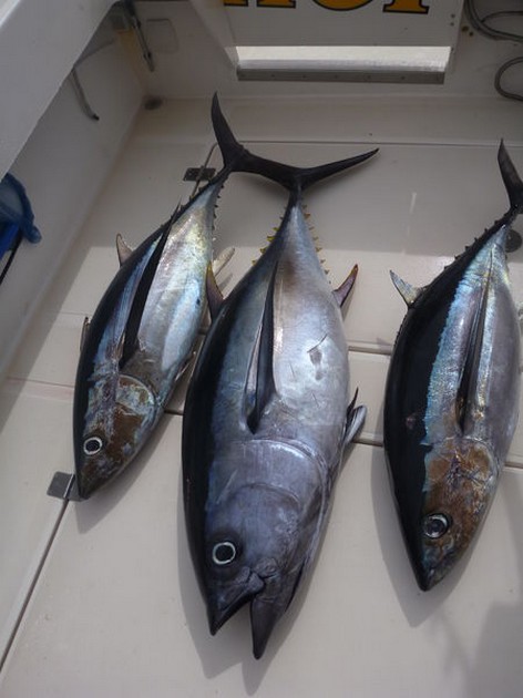 Även idag bra fångster av Big Eye Tuna - Cavalier & Blue Marlin Sport Fishing Gran Canaria