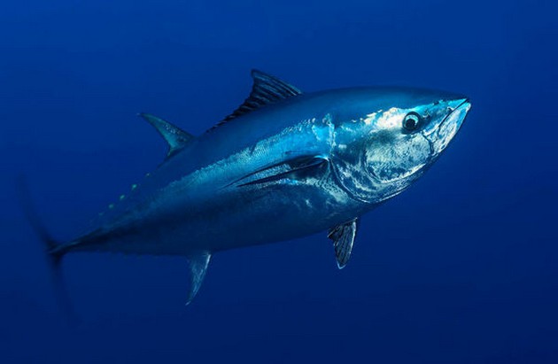 58 ton blåfenad tonfisk fångad på 34 timmar - Cavalier & Blue Marlin Sport Fishing Gran Canaria