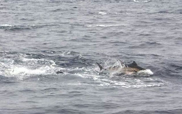 Blåfenad tonfiskexplosion - Cavalier & Blue Marlin Sport Fishing Gran Canaria