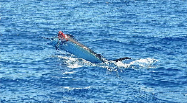 Blue Marlin 3 anslöt sig till den första marlinen men förlorade fisken - Cavalier & Blue Marlin Sport Fishing Gran Canaria