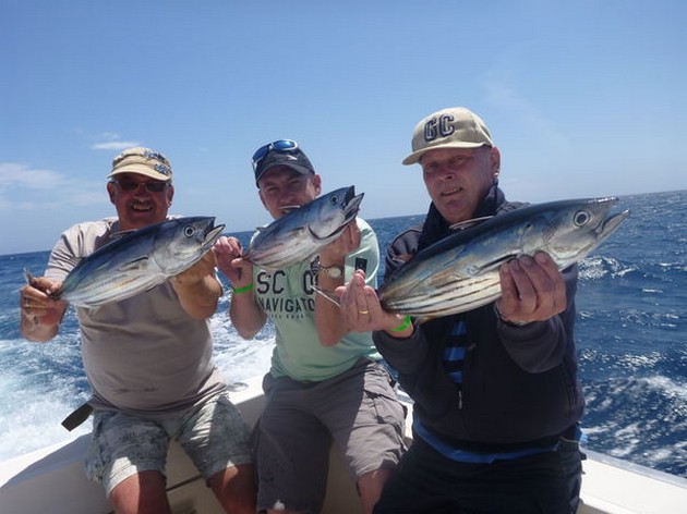 Stora skolor med Skipjack Tuna och Atlantic Bonito's - Cavalier & Blue Marlin Sport Fishing Gran Canaria