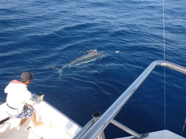 Cavalier släppte sin första Blue Marlin 2014 - Cavalier & Blue Marlin Sport Fishing Gran Canaria