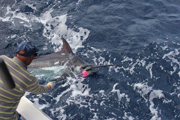 Här är fångsterna från den 22 maj - Cavalier & Blue Marlin Sport Fishing Gran Canaria