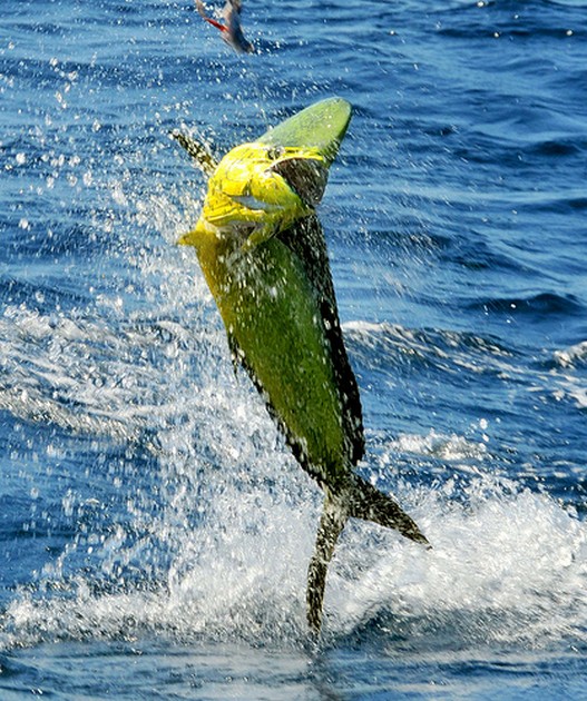 Några Dorado och Blue Marlin släpptes - Cavalier & Blue Marlin Sport Fishing Gran Canaria