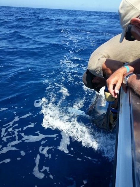 Blå vit - Cavalier & Blue Marlin Sport Fishing Gran Canaria