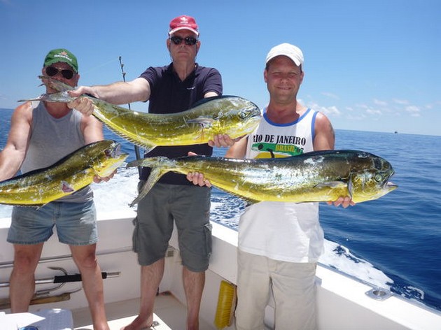 3 Dorado är på båten Cavalier - Cavalier & Blue Marlin Sport Fishing Gran Canaria