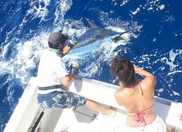 Cavalier släppte ytterligare 450 kg Blue Marlin - Cavalier & Blue Marlin Sport Fishing Gran Canaria