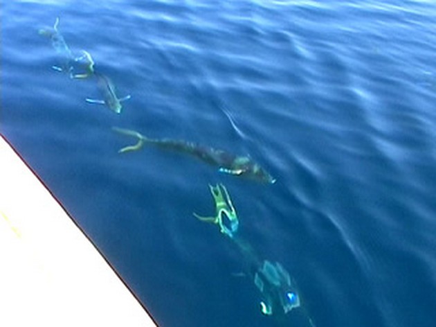 Dorado's och Skipjacks - Cavalier & Blue Marlin Sport Fishing Gran Canaria