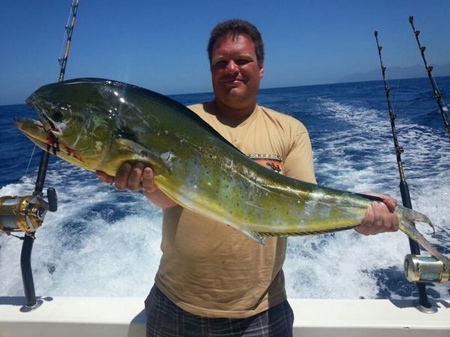 Dorado - Cavalier & Blue Marlin Sport Fishing Gran Canaria