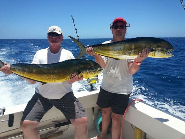 2 Dorado - Cavalier & Blue Marlin Sport Fishing Gran Canaria