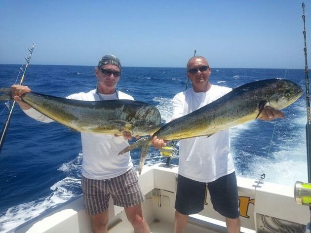 2 Dorado - Cavalier & Blue Marlin Sport Fishing Gran Canaria