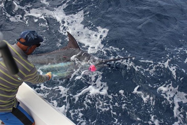 Bra fångster av Albacore tonfisk och Marlin! - Cavalier & Blue Marlin Sport Fishing Gran Canaria