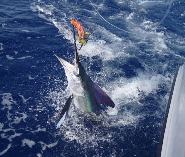 Spearfish taggades och släpptes - Cavalier & Blue Marlin Sport Fishing Gran Canaria