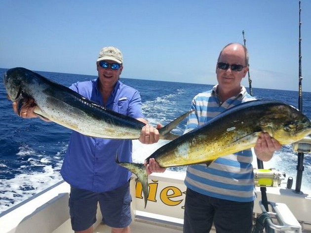 Några Dorado har fångats och en Spearfish släppts - Cavalier & Blue Marlin Sport Fishing Gran Canaria