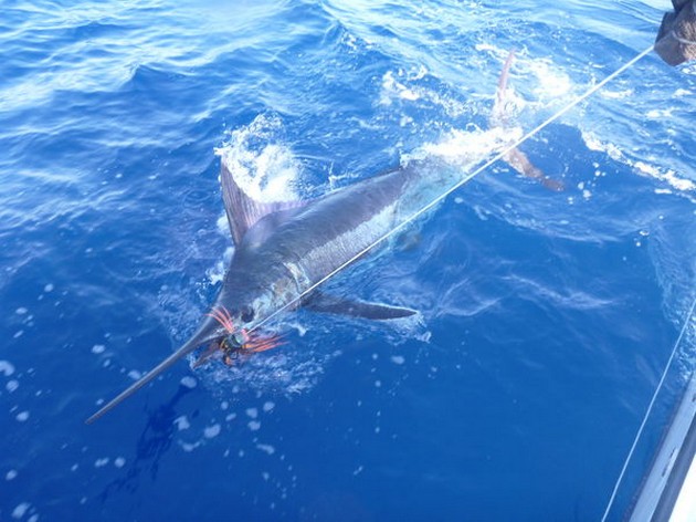 300 kg Blue Marlin släppt av båten Cavalier - Cavalier & Blue Marlin Sport Fishing Gran Canaria