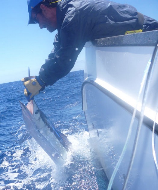 Niklas Kaltenbach släppte 30 kilo Spearfish - Cavalier & Blue Marlin Sport Fishing Gran Canaria