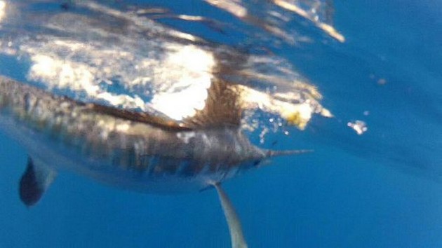 White Marlin tagged and Released - Cavalier & Blue Marlin Sport Fishing Gran Canaria