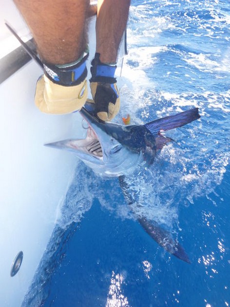 Christian Arbild släppte en 25 kg White Marlin - Cavalier & Blue Marlin Sport Fishing Gran Canaria