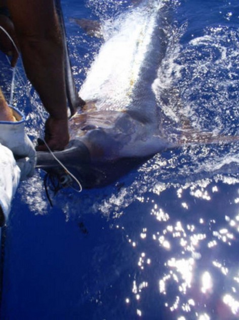 Bra fångster av blå och vita marlins - Cavalier & Blue Marlin Sport Fishing Gran Canaria