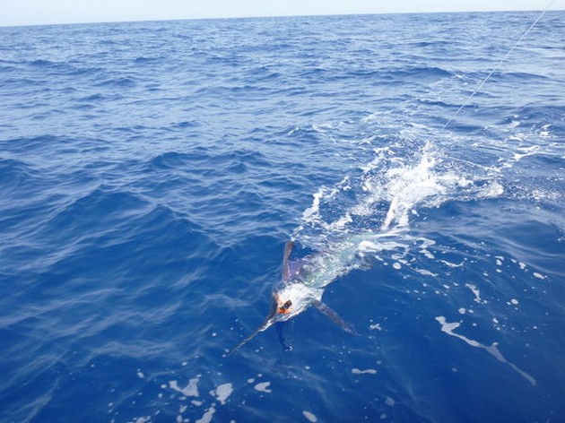 Cavalier taggade och släppte 2 White Marlins - Cavalier & Blue Marlin Sport Fishing Gran Canaria